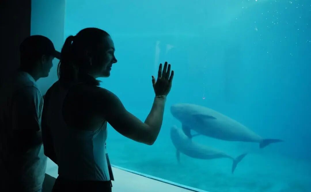 遇見江豚!武網選手為“中國智慧”點贊